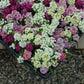 Alyssum Wonderland Mix Seed