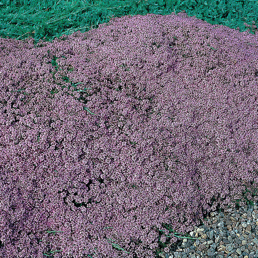 Mother of Thyme Seeds