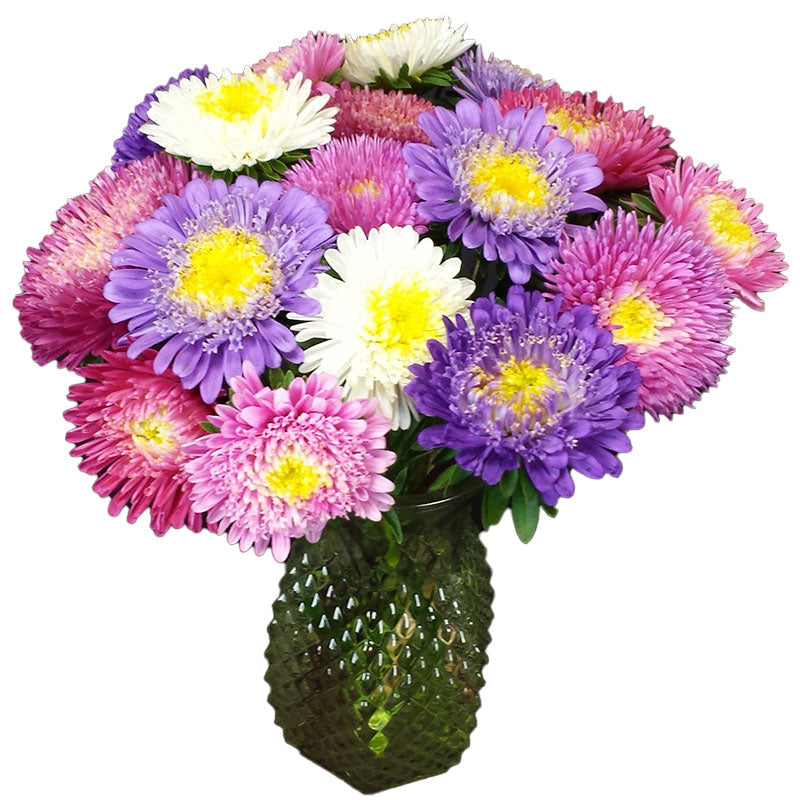 Aster Standy Mix Seed