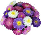 Aster Standy Mix Seed