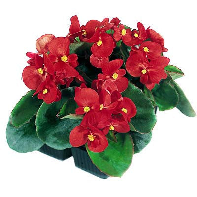 Begonia Super Olympia Red F1 Seed