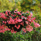 Begonia Dragon Wing Pink F1 Seed
