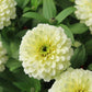 Zinnia Zinnita Mix Seed