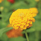 Zinnia Zinnita Mix Seed