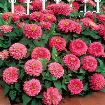 Dreamland&trade; Pink Hybrid Zinnia Seeds