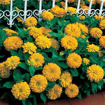Dreamland&trade; Yellow Hybrid Zinnia Seeds