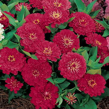 Dreamland&trade; Red Hybrid Zinnia Seeds