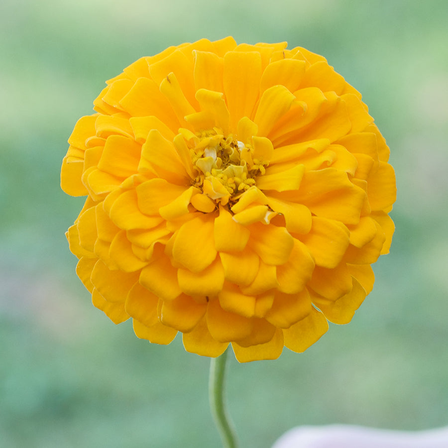 Parks Picks Yellow Zinnia Seeds