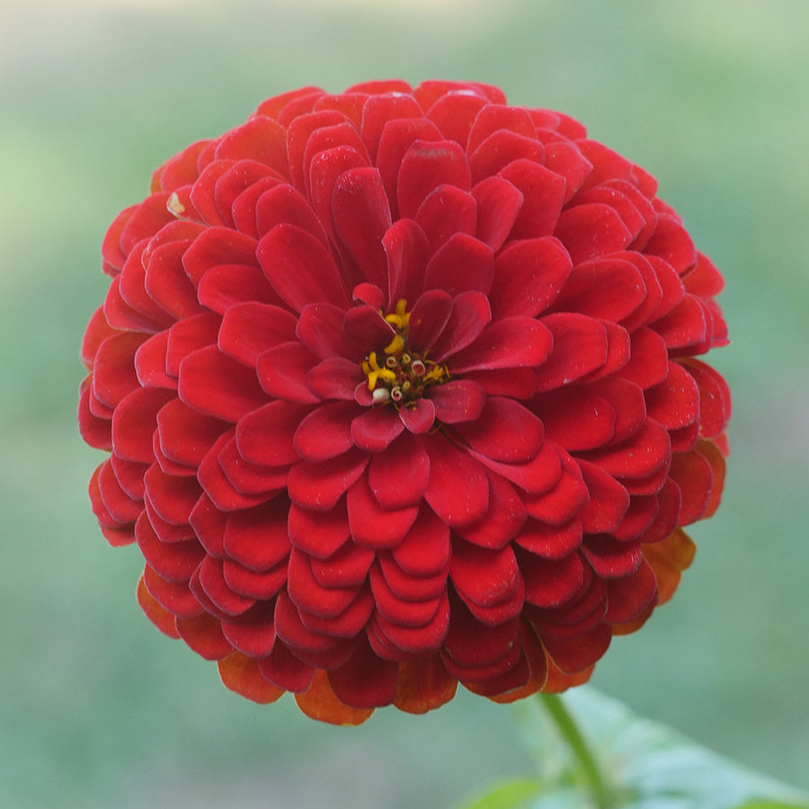 Parks Picks Deep Red Zinnia Seeds