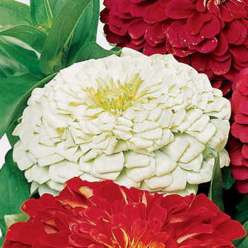Parks Picks White Zinnia Seeds