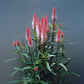 Celosia Flamingo Feather Seed
