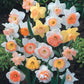 Hybridizers Pink Daffodil Mixture