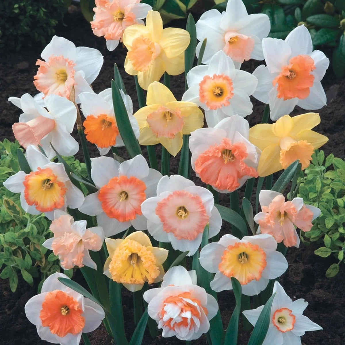 Hybridizers Pink Daffodil Mixture