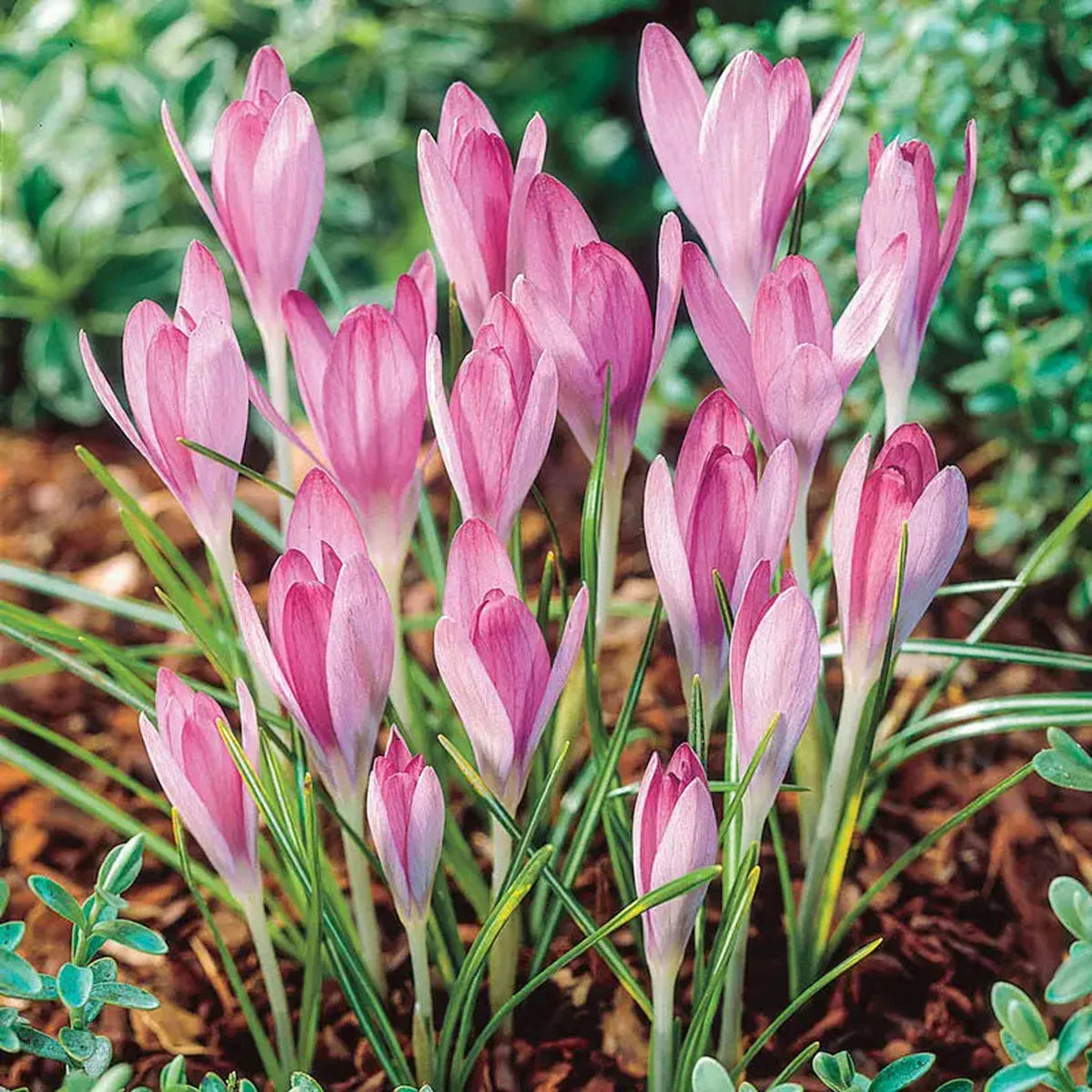 Pink Snow Crocus