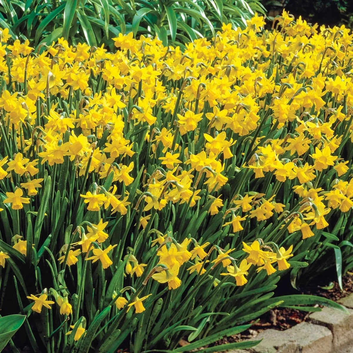 Tête-à-Tête Daffodil