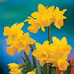 Tête-à-Tête Daffodil