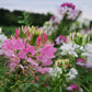Cleome Queen Mix Seed