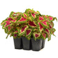 Coleus Wizard Rose Seed