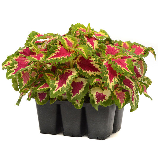 Coleus Wizard Rose Seed