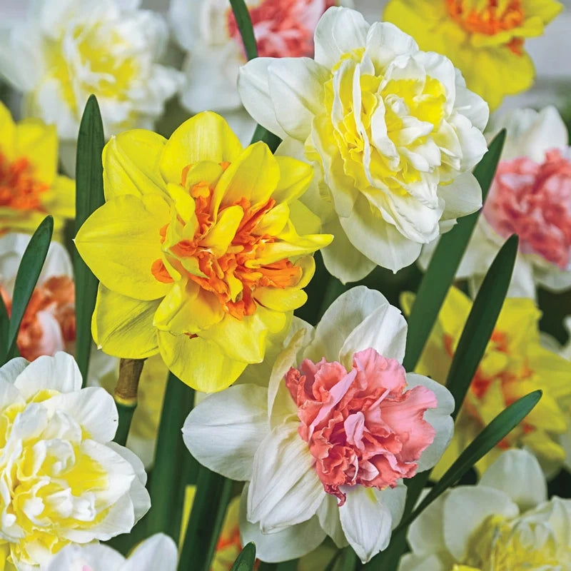 Double Delight Daffodil Mixture
