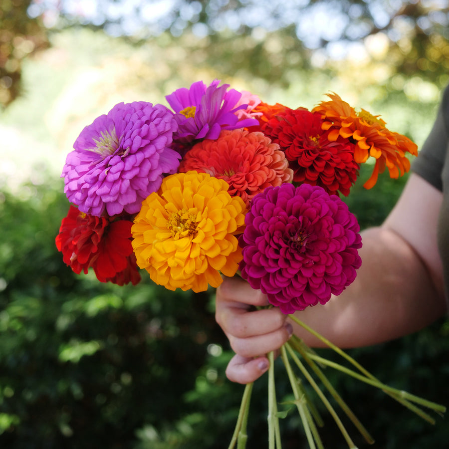 Parks Picks Mix Zinnia Seeds