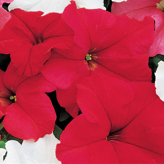 Petunia Dreams Patriot Mix F1 Seed