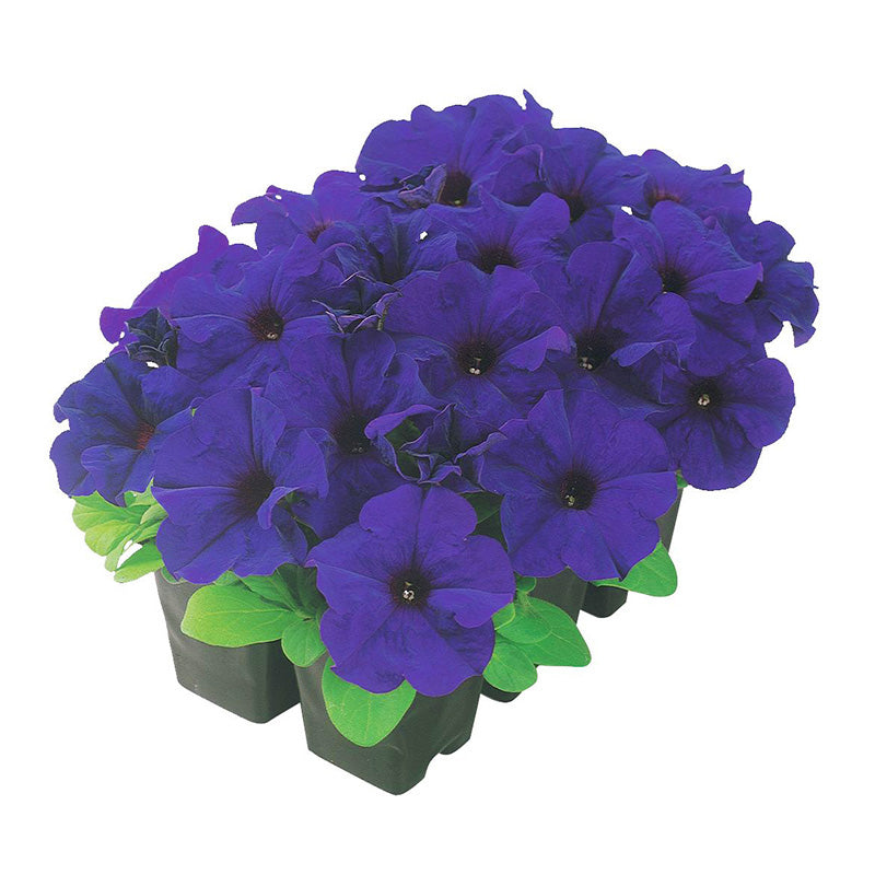 Petunia Dreams Patriot Mix F1 Seed