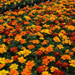 Marigold Durango Mix Seed