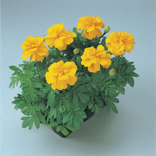 Marigold Durango Yellow Seed