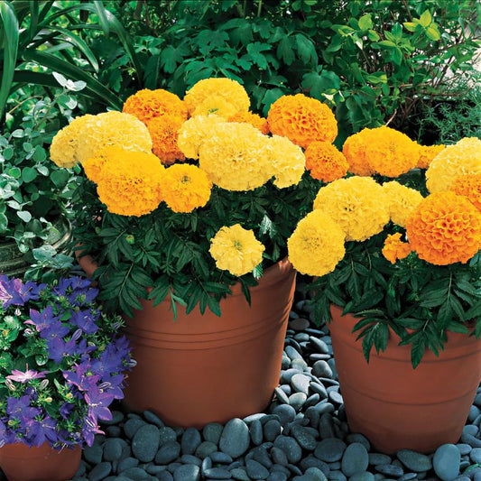 Marigold Inca II Mix F1 Seed