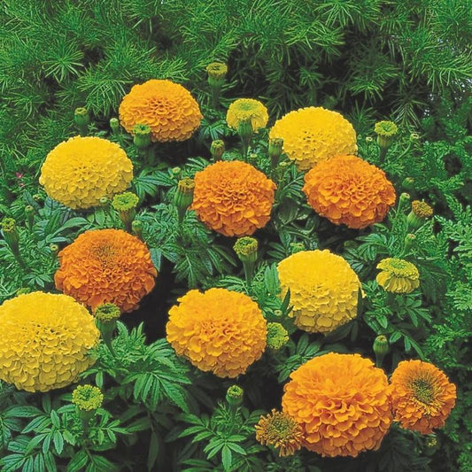 Marigold Inca II Mix F1 Seed