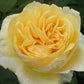 Todi Rose Seedlings Flower Seeds Perennial Growing Bonsai Corms Tubers Potted Planting Reblooming Fragrant Garden Roots Rhizomes Species Blooms Plant Bulbs Gardening Tree
