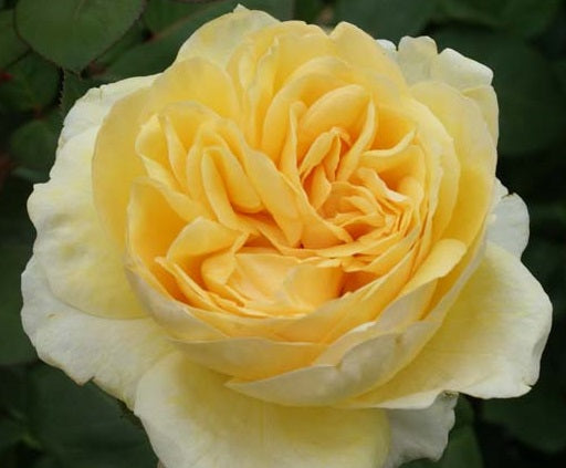 Todi Rose Seedlings Flower Seeds Perennial Growing Bonsai Corms Tubers Potted Planting Reblooming Fragrant Garden Roots Rhizomes Species Blooms Plant Bulbs Gardening Tree