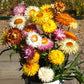 Strawflower Double Mixed Colors Seed