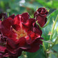 Route Rose Seedlings Flower Seeds Perennial Growing Bonsai Corms Tubers Potted Planting Reblooming Fragrant Garden Roots Rhizomes Species Blooms Plant Bulbs Gardening Tree