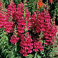 Snapdragon Liberty Classic Mix F1 Seed