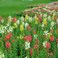 Snapdragon Liberty Classic Mix F1 Seed