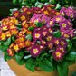 Primula Danova Growers Select Mix F1 Seed