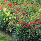 Dahlia Stargazer Mix Organic Seed