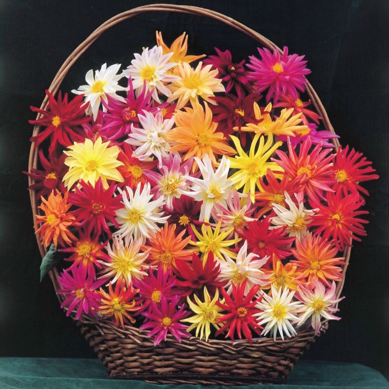 Dahlia Stargazer Mix Organic Seed