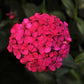 Dianthus Amazon Neon Cherry F1 Seed