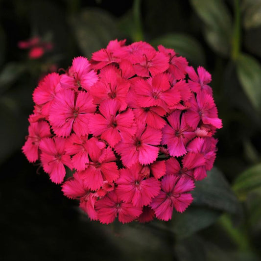 Dianthus Amazon Neon Cherry F1 Seed