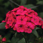 Dianthus Amazon Neon Cherry F1 Seed