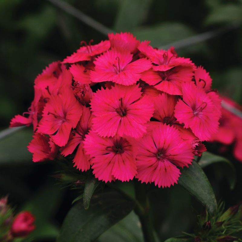 Dianthus Amazon Neon Cherry F1 Seed