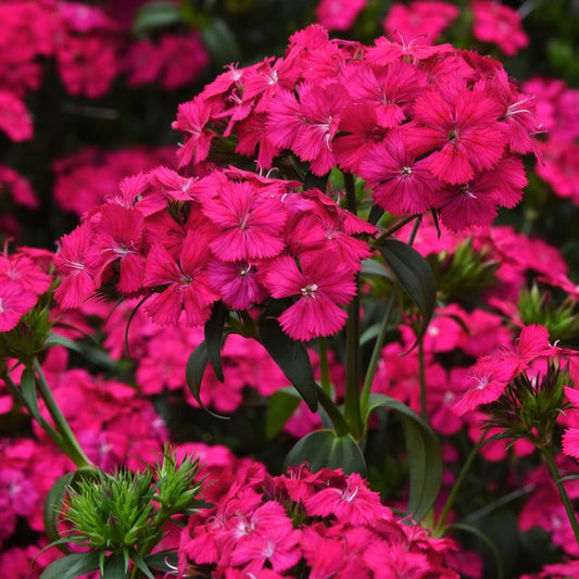 Dianthus Amazon Neon Cherry F1 Seed