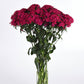 Dianthus Amazon Neon Cherry F1 Seed