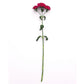 Dianthus Amazon Neon Cherry F1 Seed