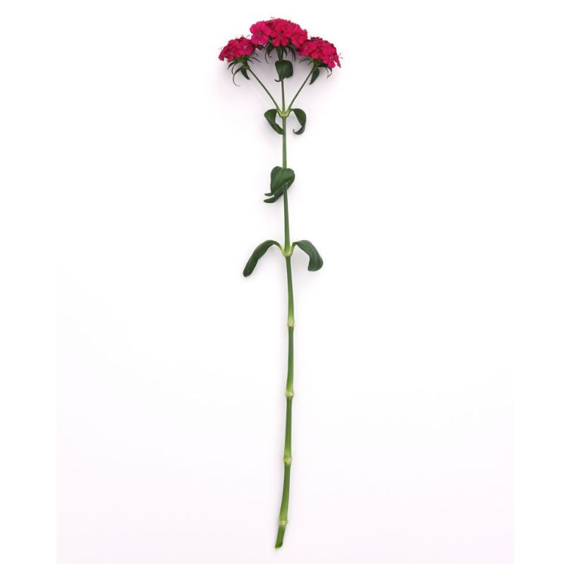 Dianthus Amazon Neon Cherry F1 Seed