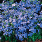 Lobelia Riviera Sky Blue Seed