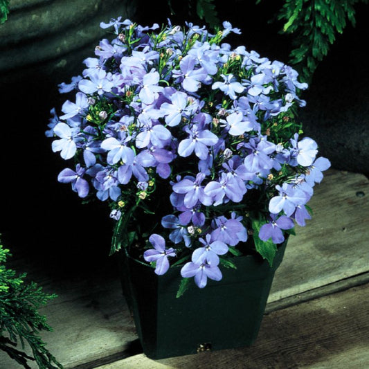 Lobelia Riviera Sky Blue Seed